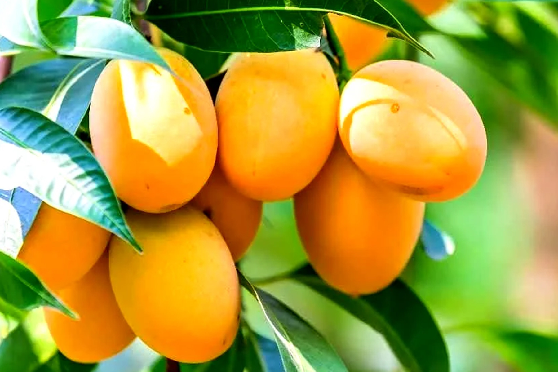 apple mangoes