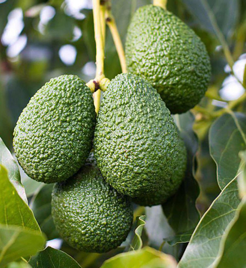 avocado