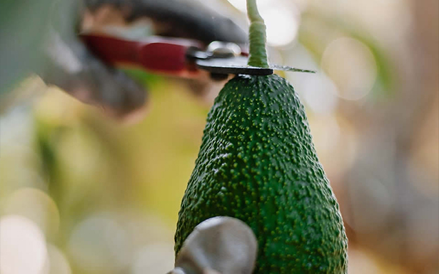 Harvesting Practices