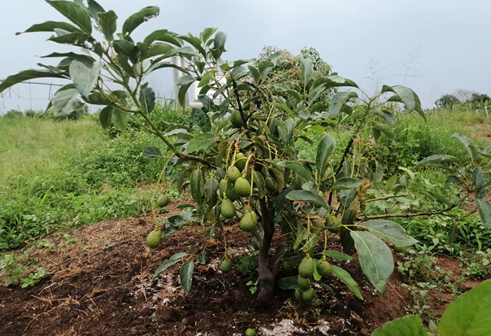 mango farming